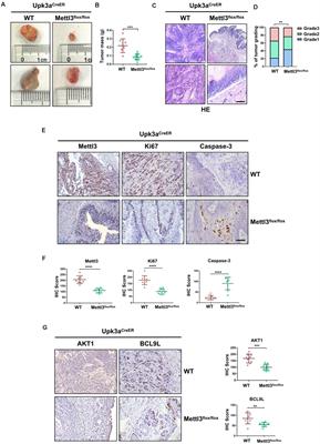 Deficiency of Mettl3 in Bladder Cancer Stem Cells Inhibits Bladder Cancer Progression and Angiogenesis